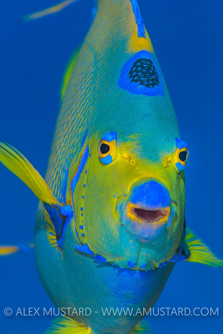 Queen Angel. Bahamas