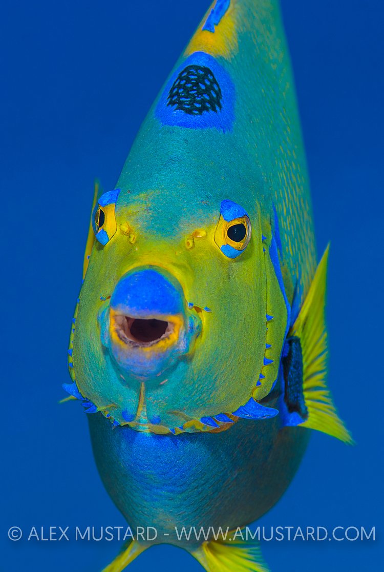 Queen Angel. Bahamas