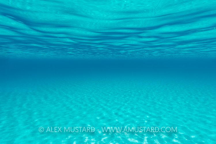 Shallow Seabed. Bahamas