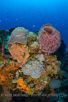 Conception Wall. Bahamas