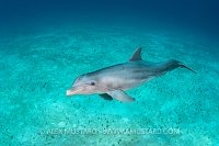 Bottlenose Dolphin. Bahamas