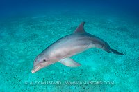 Bottlenose Dolphin. Bahamas
