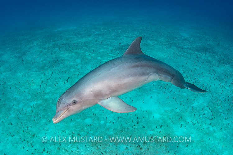 Bottlenose Dolphin. Bahamas