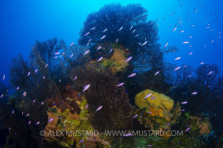 Reef Scene. Bahamas