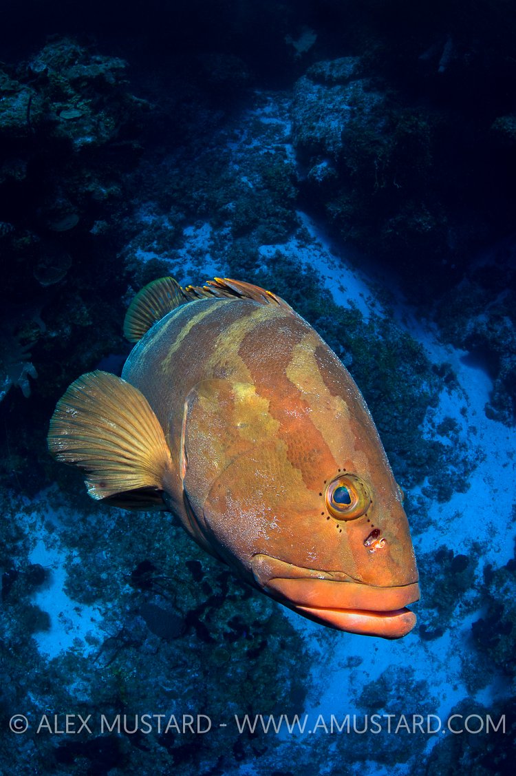 Nassau Grouper On Wall. Bahamas