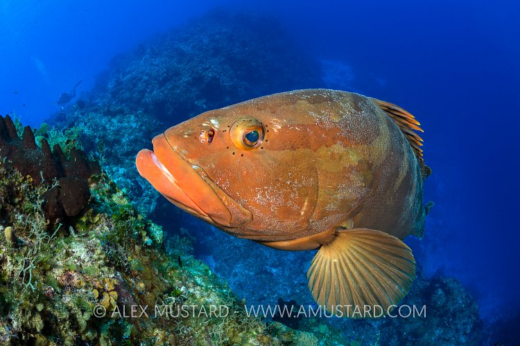 Nassau Grouper. Bahamas