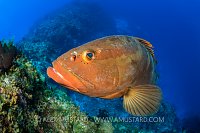 Nassau Grouper. Bahamas