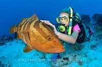 A young girl (Blythe) strokes a friendly Nassau grouper (Epinephelus striatus) over sand by a coral reef. These groupers seek out the touch of divers, seemingly enjoying the gentle interaction. San Salvador island, Bahamas. Bahamas Sea, Tropical West Atlantic Ocean. Digitally manipulated to remove divers in background.