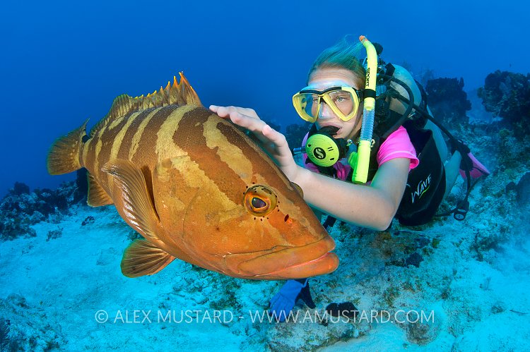 A young girl (Blythe) strokes a friendly Nassau grouper (Epinephelus striatus) over sand by a coral reef. These groupers seek out the touch of divers, seemingly enjoying the gentle interaction. San Salvador island, Bahamas. Bahamas Sea, Tropical West Atlantic Ocean. Digitally manipulated to remove divers in background.
