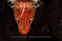 Lofty From Above. Bahamas