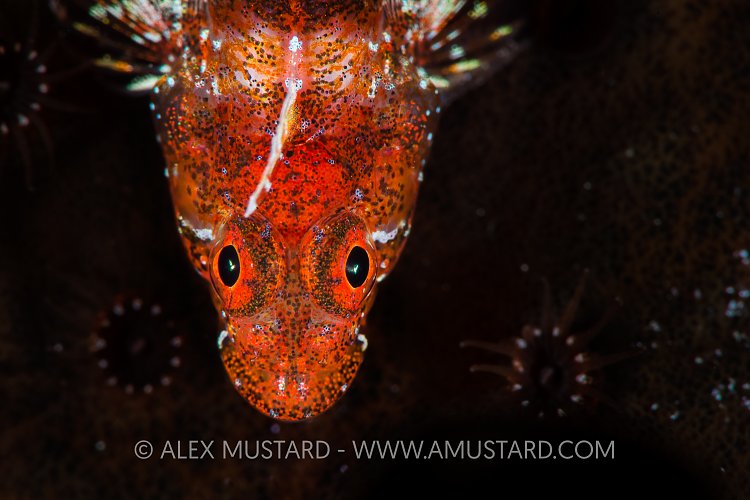 Lofty From Above. Bahamas