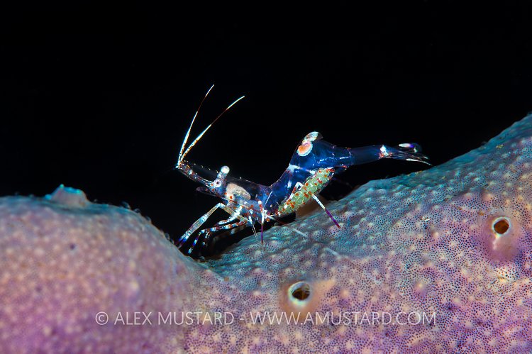 Cleaner Shrimp. Bahamas