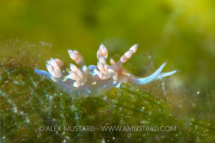 Nudibranch. Bahamas