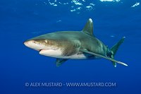 Oceanic whitetip shark. Bahamas.