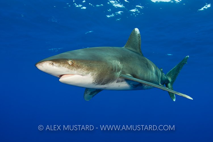 Oceanic whitetip shark. Bahamas.