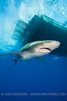 Oceanic whitetip shark beneath boat