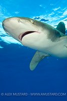 oceanic whitetip shark detailed portrait