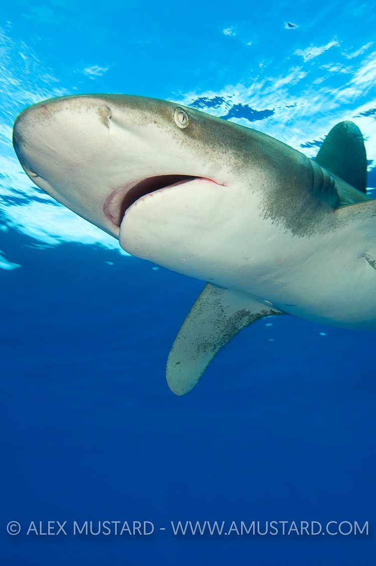 oceanic whitetip shark detailed portrait