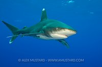 An oceanic whitetip shark, Bahamas.