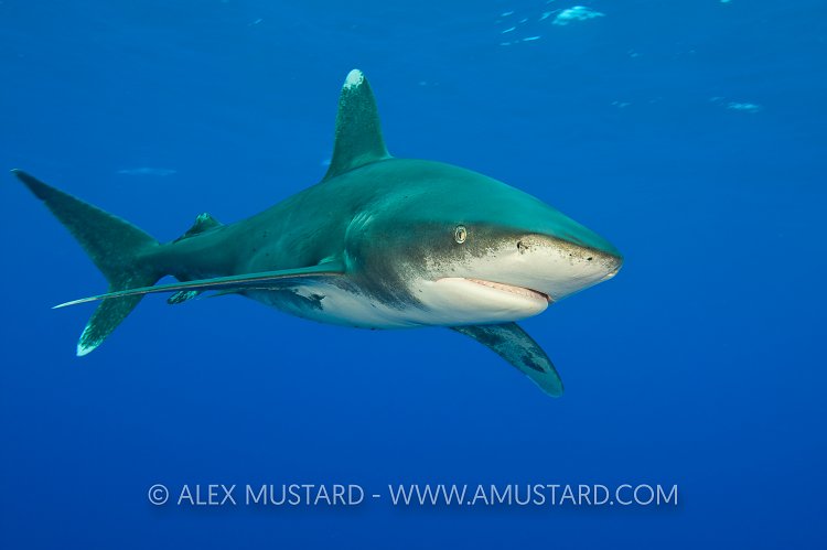 An oceanic whitetip shark, Bahamas.