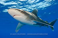 Oceanic whitetip shark beneath the surface.