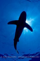 Oceanic Whitetip Shark Silhouette