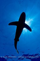 Oceanic Whitetip Shark Silhouette