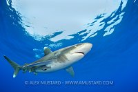 Oceanic whitetip shark beneath the surface.