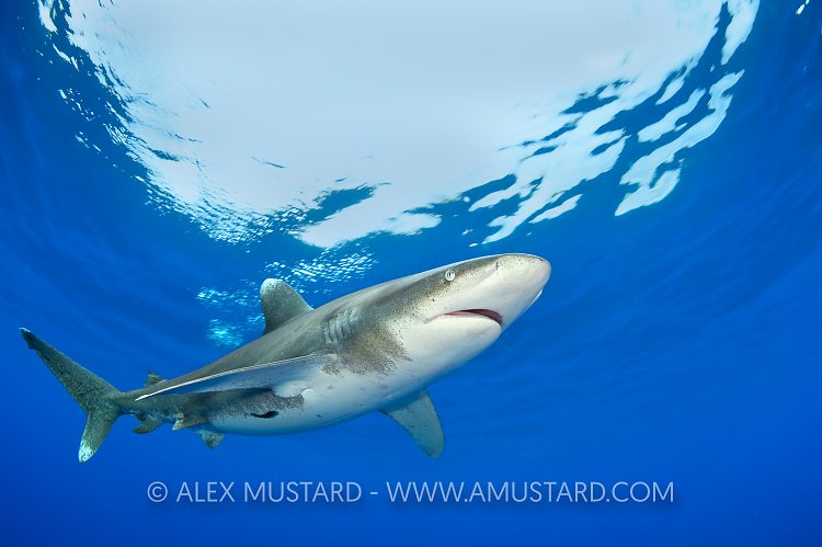 Oceanic whitetip shark beneath the surface.