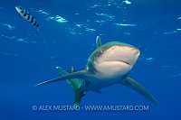 Oceanic whitetip shark beneath the surface.