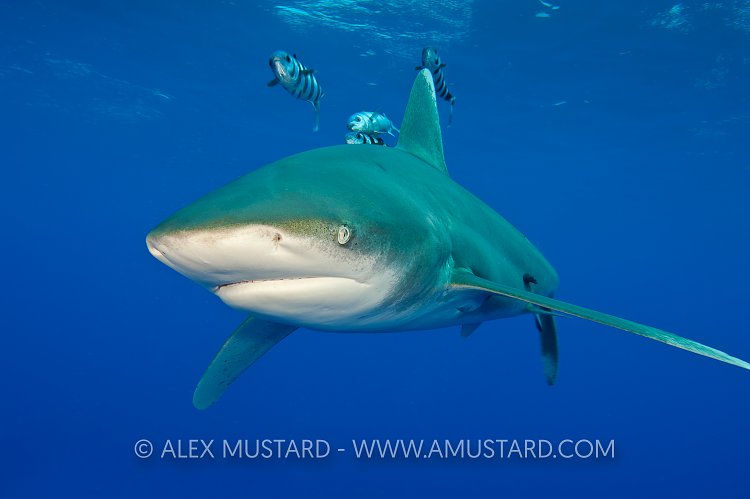 Oceanic whitetip shark with pilot fish.