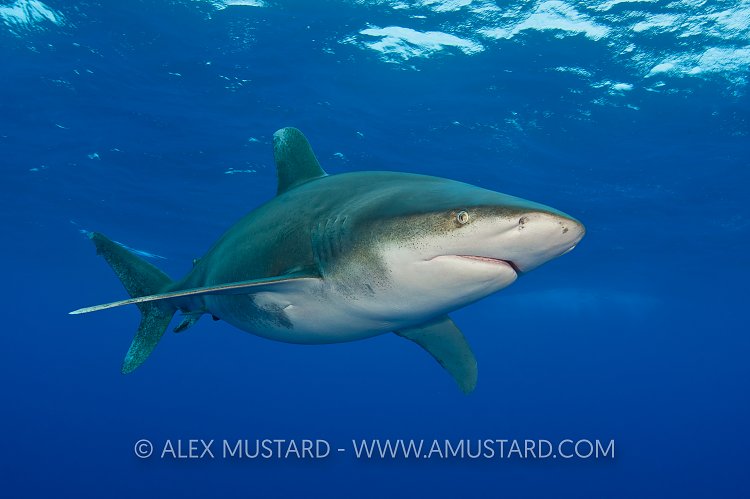 Oceanic whitetip shark beneath the surface.