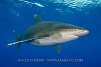 Oceanic whitetip shark beneath the surface.