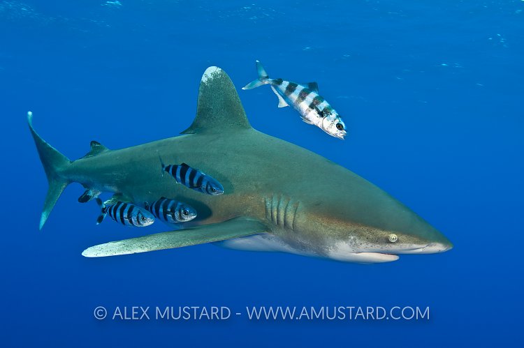 Oceanic whitetip shark with pilot fish. Bahamas