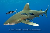 Oceanic with bling (pilot fish). Bahamas.