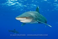 Three oceanic whitetip sharks. Bahamas