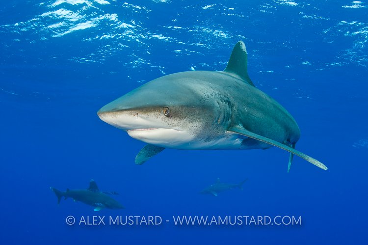 Three oceanic whitetip sharks. Bahamas