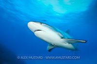 Fast moving Caribbean reef shark.