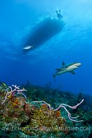 Caribbean reef shark over reef. Bahamas.