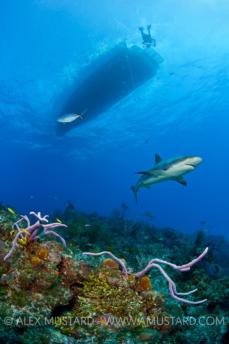 Caribbean reef shark over reef. Bahamas.