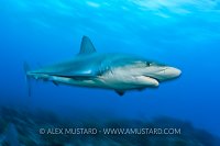 Caribbean reef shark over reef. Bahamas.