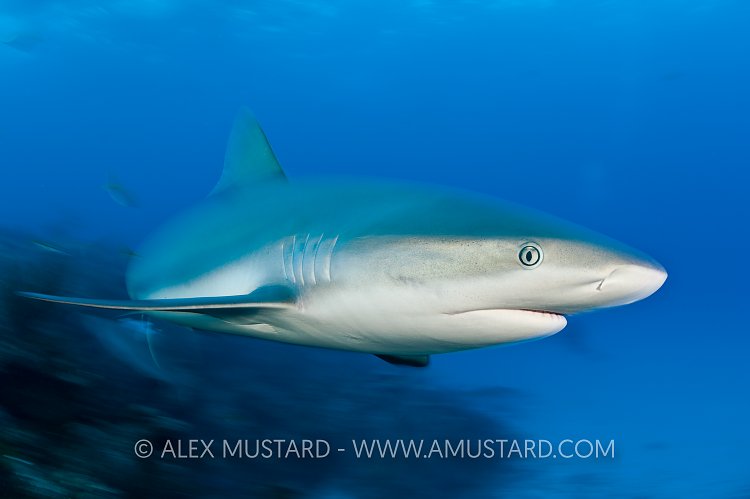 Fast moving Caribbean reef shark.