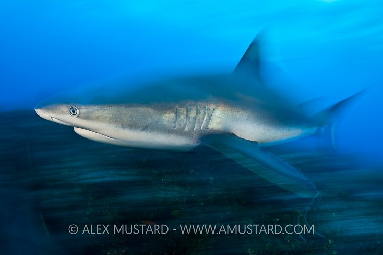 Caribbean reef shark over reef. Bahamas.