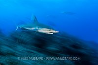 Caribbean reef shark over reef. Bahamas.