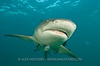 Lemon shark portrait.