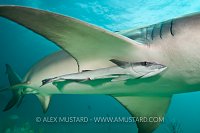 Remora attached to lemon shark. Bahamas.