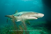 Lemon shark swims through gorgonian corals.