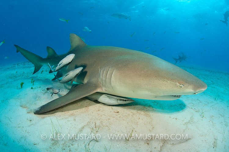 Lemon shark dragging fin through sand. Bahamas.