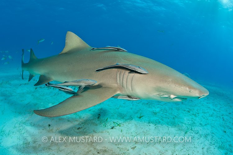 Lemon shark with remoras. Bahamas