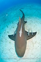 Lemon shark from above. Bahamas